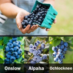 3-in-1 Blueberry Bush (Southern Highbush) 8 3-in-1 Blueberry Bush (Southern Highbush) -Flowering Trees Sales 3 up Southern 1