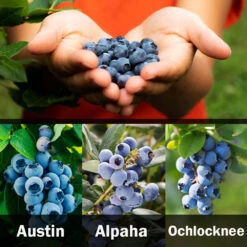 3-in-1 Blueberry Bush (Southern Highbush) 9 3-in-1 Blueberry Bush (Southern Highbush) -Flowering Trees Sales 3 up Southern 2 Austin