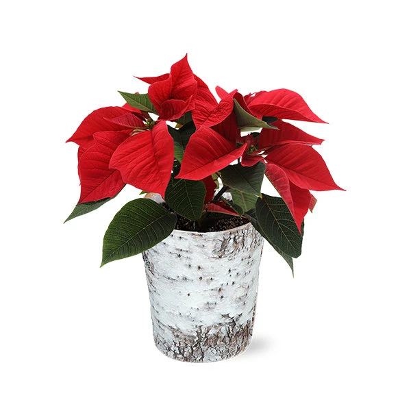 Red Poinsettia In Birch Pot 1 Red Poinsettia In Birch Pot