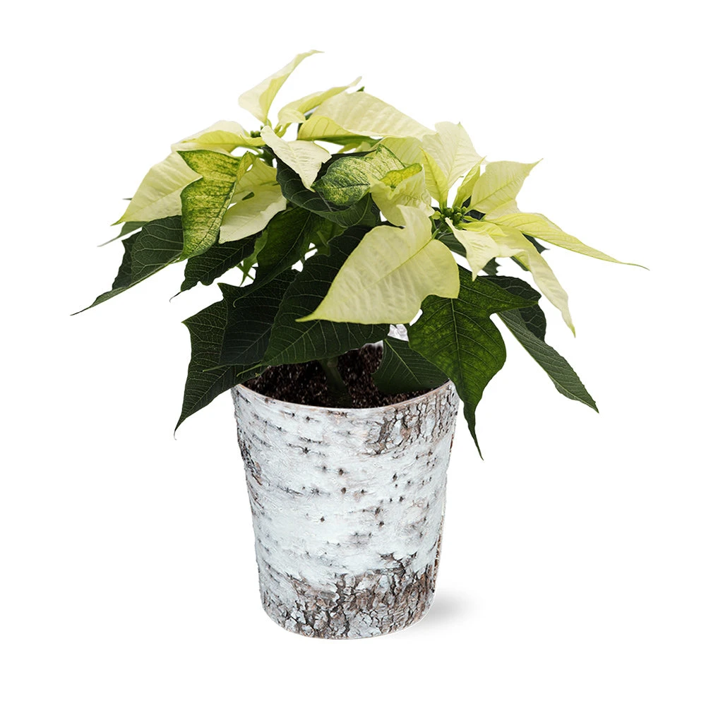 White Poinsettia In Birch Pot 2 White Poinsettia In Birch Pot - Image 2