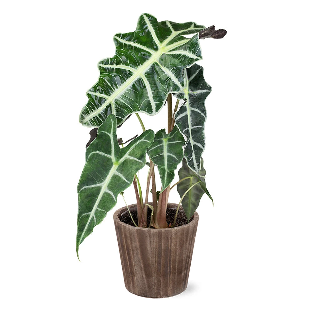 Alocasia Polly With Decorative Pot 7 Alocasia Polly With Decorative Pot - Image 7