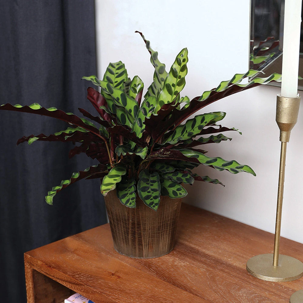 Calathea Rattlesnake With Decorative Pot 10 Calathea Rattlesnake With Decorative Pot - Image 10