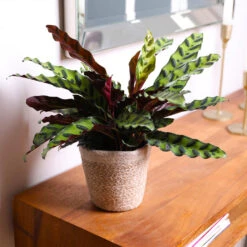 Calathea Rattlesnake With Decorative Pot 13 Calathea Rattlesnake With Decorative Pot -Flowering Trees Sales 5IN Brown Wilson with Calathea Rattlesnake 7