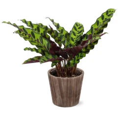 Calathea Rattlesnake With Decorative Pot 14 Calathea Rattlesnake With Decorative Pot -Flowering Trees Sales 5IN Brown Wilson with Calathea Rattlesnake ab4455e5 467d 4c73 8ad5 e5b6c64c35eb