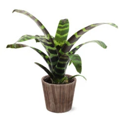 Zebra Plant In Decorative Pot 14 Zebra Plant In Decorative Pot -Flowering Trees Sales 5IN Brown Wilson with Splinriet Bromeliad b0b5d4a4 c8f2 40fe b317 71eca7afa132