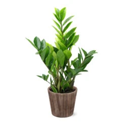5-Inch ZZ Plant In Decorative Pot 8 5-Inch ZZ Plant In Decorative Pot -Flowering Trees Sales 5IN Brown Wilson with ZZ d9618b4a 610c 4db9 824b 52b4d125a693
