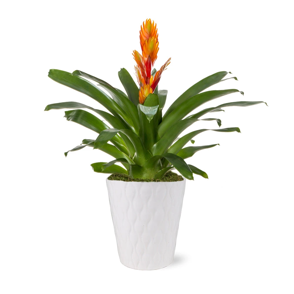 5-Inch Bromeliad In Decorative Pot 4 5-Inch Bromeliad In Decorative Pot - Image 4