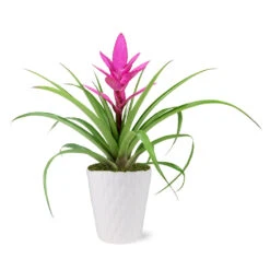 5-Inch Bromeliad In Decorative Pot 8 5-Inch Bromeliad In Decorative Pot -Flowering Trees Sales 5IN Evi Pink Antonio Bromeliad with Moss Topping 1