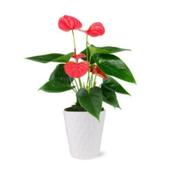 Pink Anthurium 7 Pink Anthurium -Flowering Trees Sales 5IN Evi Sweet Dream Pink Anthurium with Moss Topping