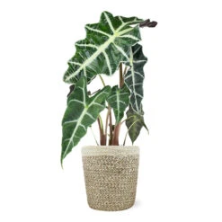 Alocasia Polly With Decorative Pot 15 Alocasia Polly With Decorative Pot -Flowering Trees Sales 5IN Jute with Alocasia Poly 39282069 e2ce 4123 89c6 404869a804ad