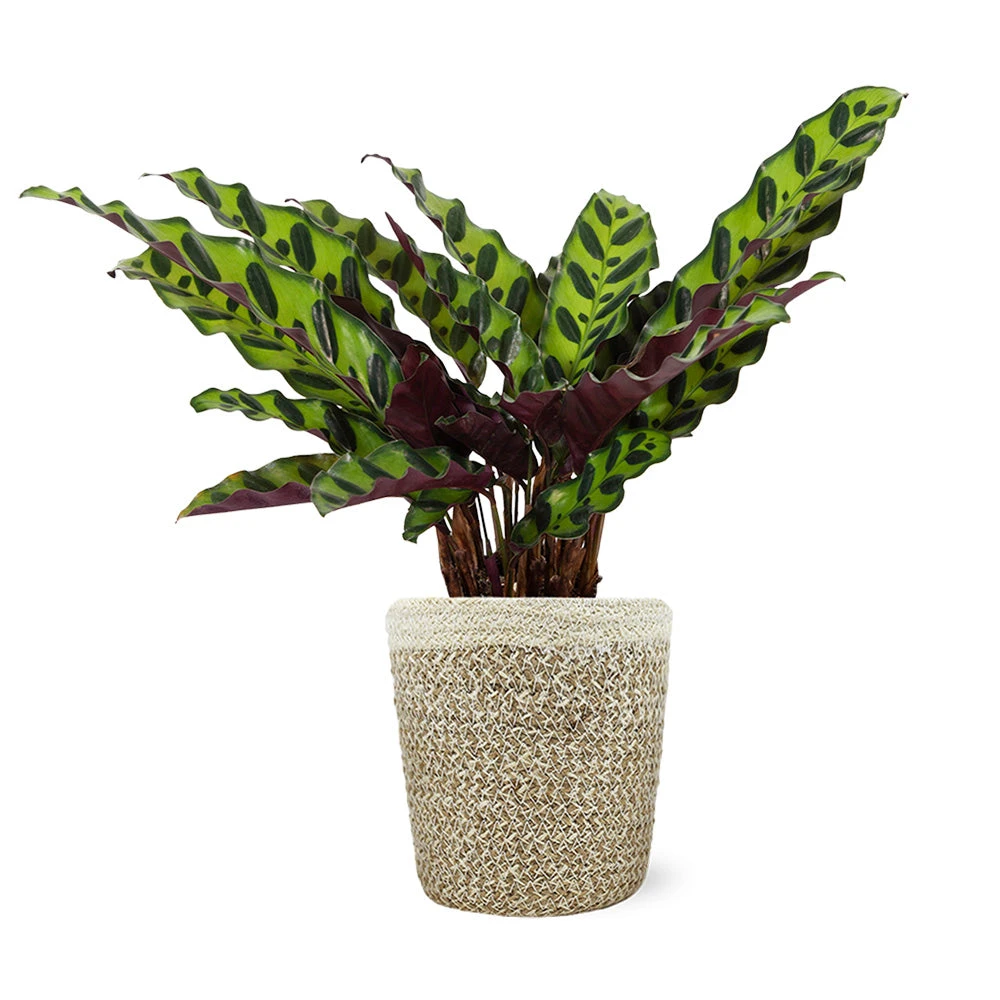 Calathea Rattlesnake With Decorative Pot 7 Calathea Rattlesnake With Decorative Pot - Image 7