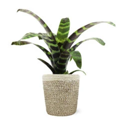 Zebra Plant In Decorative Pot 15 Zebra Plant In Decorative Pot -Flowering Trees Sales 5IN Jute with Splinriet Bromeliad 88162cef 9c67 4003 9207 e88eb2700019
