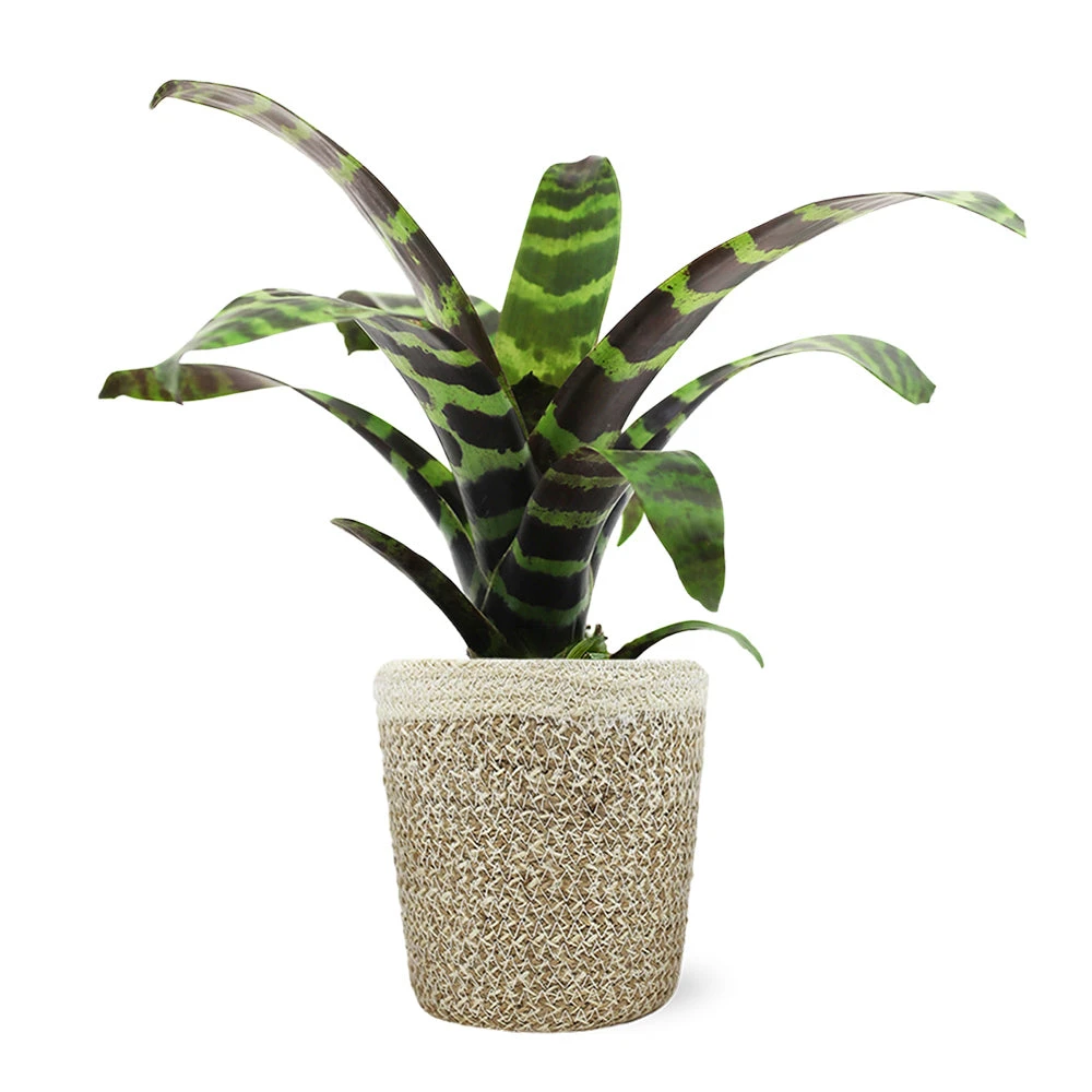 Zebra Plant In Decorative Pot 8 Zebra Plant In Decorative Pot - Image 8
