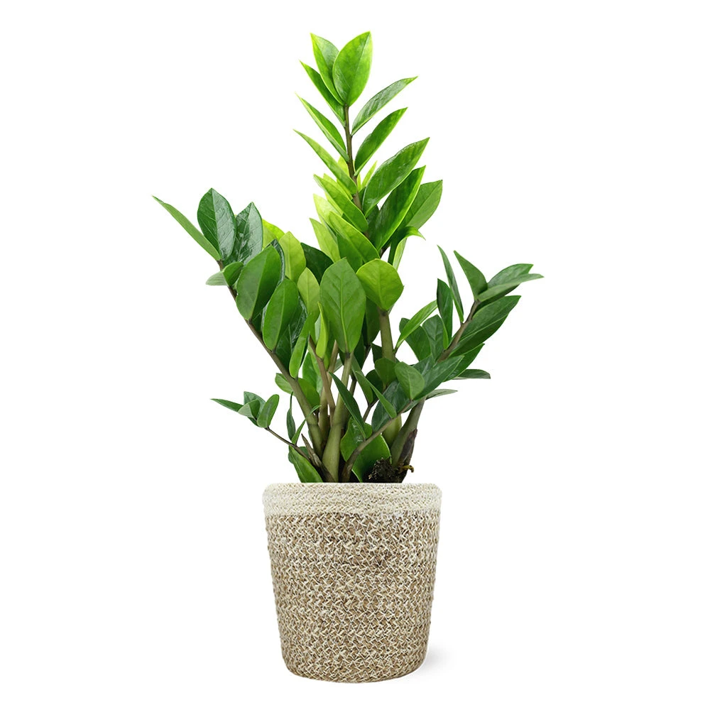 5-Inch ZZ Plant In Decorative Pot 5 5-Inch ZZ Plant In Decorative Pot - Image 5