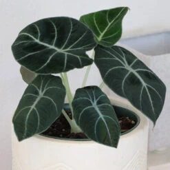 Alocasia Black Velvet 7 Alocasia Black Velvet -Flowering Trees Sales ALocasia Black Velvet 7