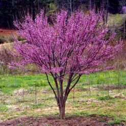 Ace Of Hearts Redbud Tree 8 Ace Of Hearts Redbud Tree -Flowering Trees Sales Ace of Hearts 1
