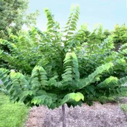 Ace Of Hearts Redbud Tree 7 Ace Of Hearts Redbud Tree -Flowering Trees Sales Ace of Hearts 2