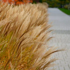 Adagio Maiden Grass 7 Adagio Maiden Grass -Flowering Trees Sales Adagio Madien Grass 7 FGT