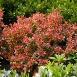 Admiration Barberry Shrub 6 Admiration Barberry Shrub -Flowering Trees Sales Admiration Barberry 1