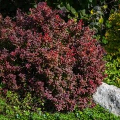Admiration Barberry Shrub 7 Admiration Barberry Shrub -Flowering Trees Sales Admiration Barberry 2