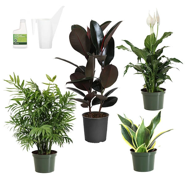 Air-Purifying House Plant Kit 1 Air-Purifying House Plant Kit