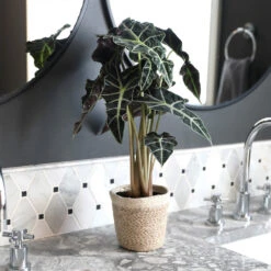 Alocasia Polly With Decorative Pot 13 Alocasia Polly With Decorative Pot -Flowering Trees Sales Alocasia 2