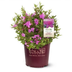 Autumn Amethyst® Encore® Azalea -Flowering Trees Sales Amathyst Encore Azalea 1