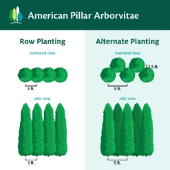 Full Speed A Hedge® American Pillar Arborvitae 13 Full Speed A Hedge® American Pillar Arborvitae -Flowering Trees Sales AmericanPillarArborvitae