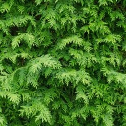 American Arborvitae 8 American Arborvitae -Flowering Trees Sales American Arborvitae