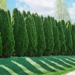 American Arborvitae 10 American Arborvitae -Flowering Trees Sales American Arborvitae 2 FGT