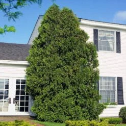 American Arborvitae 11 American Arborvitae -Flowering Trees Sales American Arborvitae 6