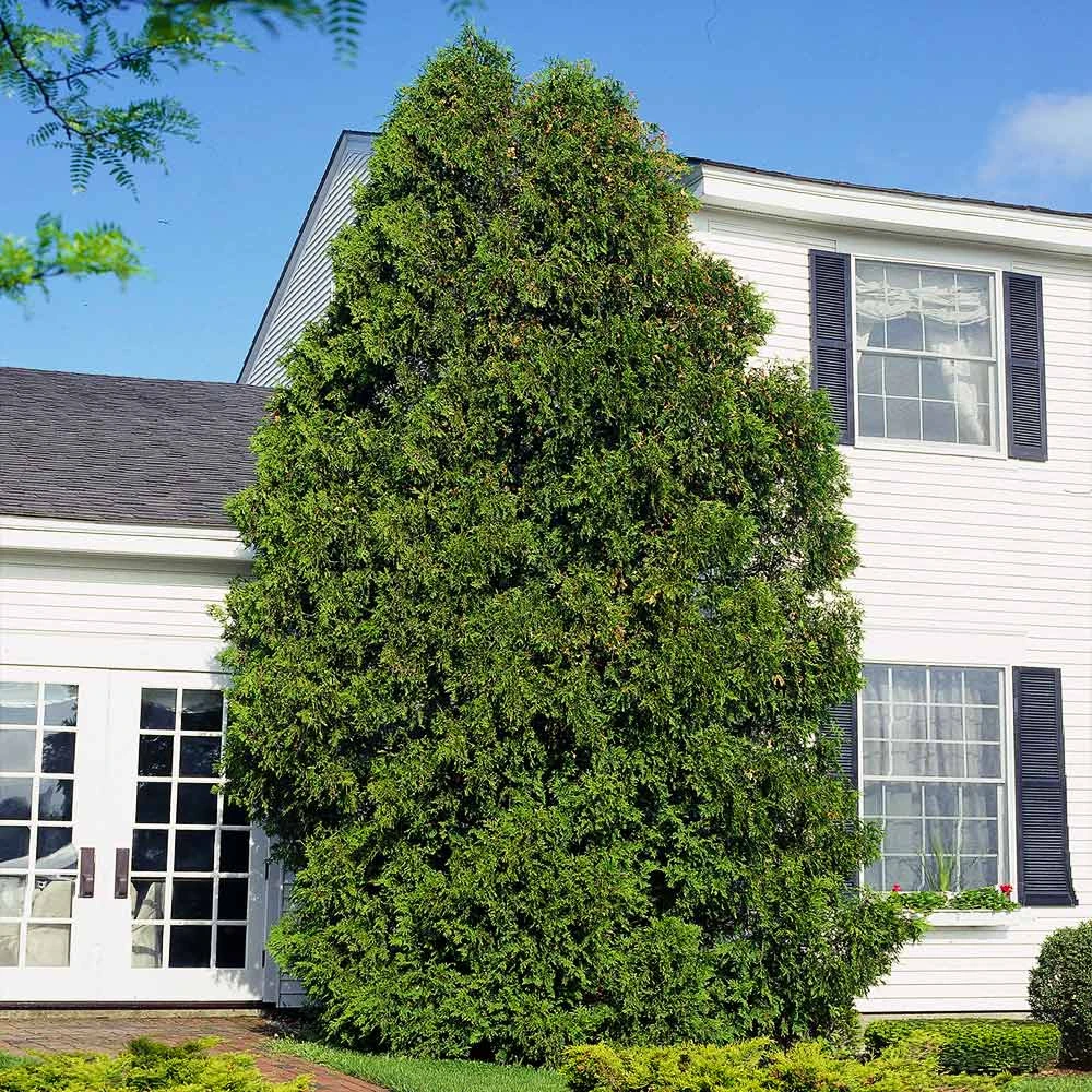 American Arborvitae 6 American Arborvitae - Image 6