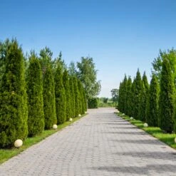 American Arborvitae 9 American Arborvitae -Flowering Trees Sales American Arborvitae 8 FGT