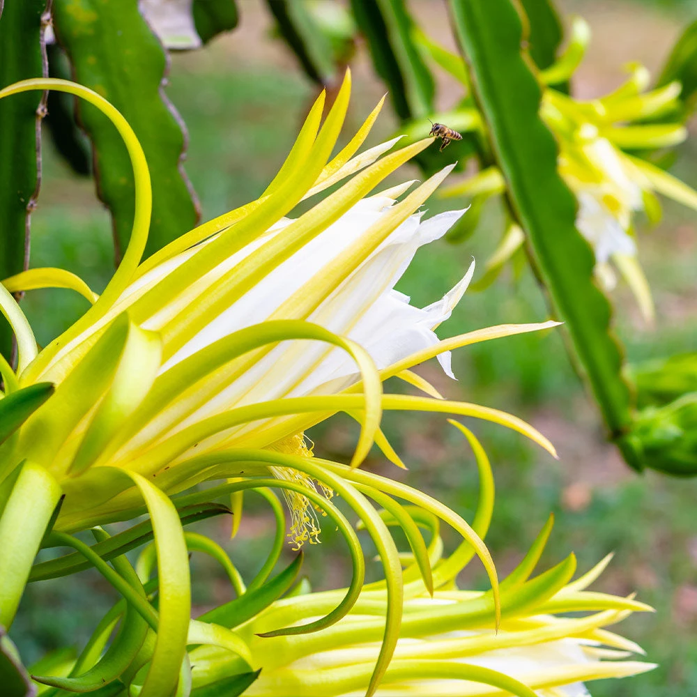 American Beauty Dragon Fruit 5 American Beauty Dragon Fruit - Image 5