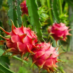 American Beauty Dragon Fruit 9 American Beauty Dragon Fruit -Flowering Trees Sales American Beauty Dragon Friuit 4 FGT