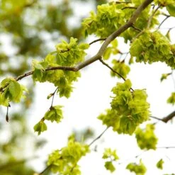 American Elm Tree 11 American Elm Tree -Flowering Trees Sales American Elm Tree 8