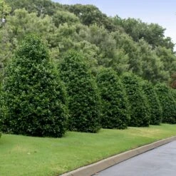 Greenleaf American Holly Shrub -Flowering Trees Sales American Holly Greenleaf 4