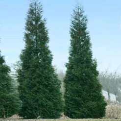 Full Speed A Hedge® American Pillar Arborvitae 9 Full Speed A Hedge® American Pillar Arborvitae -Flowering Trees Sales American Pillar Arborvitae 1