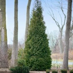 Full Speed A Hedge® American Pillar Arborvitae 10 Full Speed A Hedge® American Pillar Arborvitae -Flowering Trees Sales American Pillar Arborvitae 2