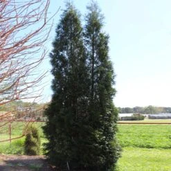Full Speed A Hedge® American Pillar Arborvitae 12 Full Speed A Hedge® American Pillar Arborvitae -Flowering Trees Sales American Pillar Arborvitae 5 FGT