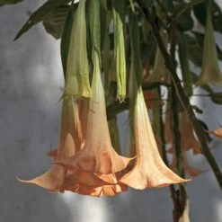 Peach Angel Trumpet 5 Peach Angel Trumpet -Flowering Trees Sales Angel Trumpet Vine 1 FGT