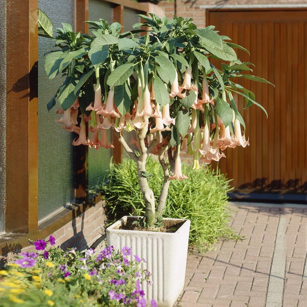 Peach Angel Trumpet 2 Peach Angel Trumpet - Image 2