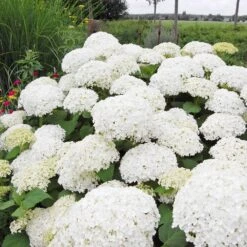 Annabelle Hydrangea Shrub 7 Annabelle Hydrangea Shrub -Flowering Trees Sales Annabelle Hydrangea 1 FGT