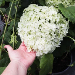 Annabelle Hydrangea Shrub 8 Annabelle Hydrangea Shrub -Flowering Trees Sales Annabelle Hydrangea 3
