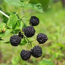 Apache Blackberry - USDA Organic 6 Apache Blackberry - USDA Organic -Flowering Trees Sales Apache Blackberry 450 D1 4179cffd f3d4 477a bfba 36257375e93a
