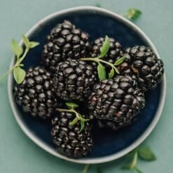 Apache Blackberry - USDA Organic 7 Apache Blackberry - USDA Organic -Flowering Trees Sales Apache Blackberry 450 D2 0178c099 4324 413f a424 048cda519a64
