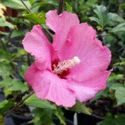 Aphrodite Rose Of Sharon Althea Shrub -Flowering Trees Sales Aphrodite Rose of Sharon 1