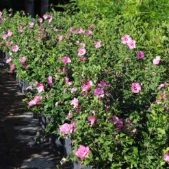 Aphrodite Rose Of Sharon Althea Shrub -Flowering Trees Sales Aphrodite Rose of Sharon 6 FGT