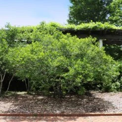 Apollo Winterberry Holly Shrub -Flowering Trees Sales Apollo WInterberry 2