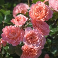 Apricot Drift® Rose 5 Apricot Drift® Rose -Flowering Trees Sales Apricot Drift Rose 2